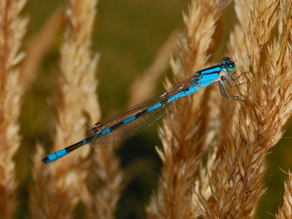 Odonata venuti da molto lontano